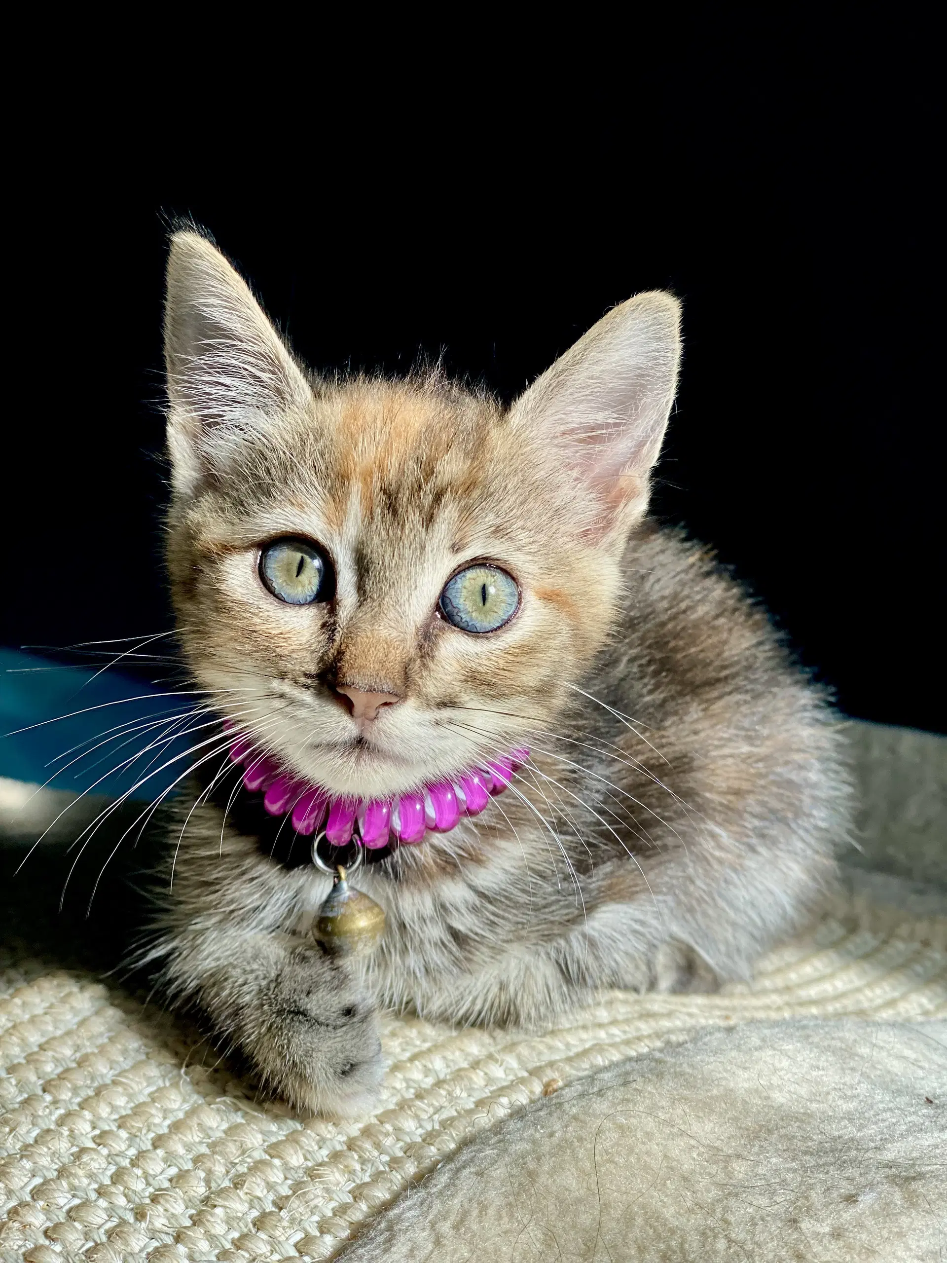 Little Ann image 2