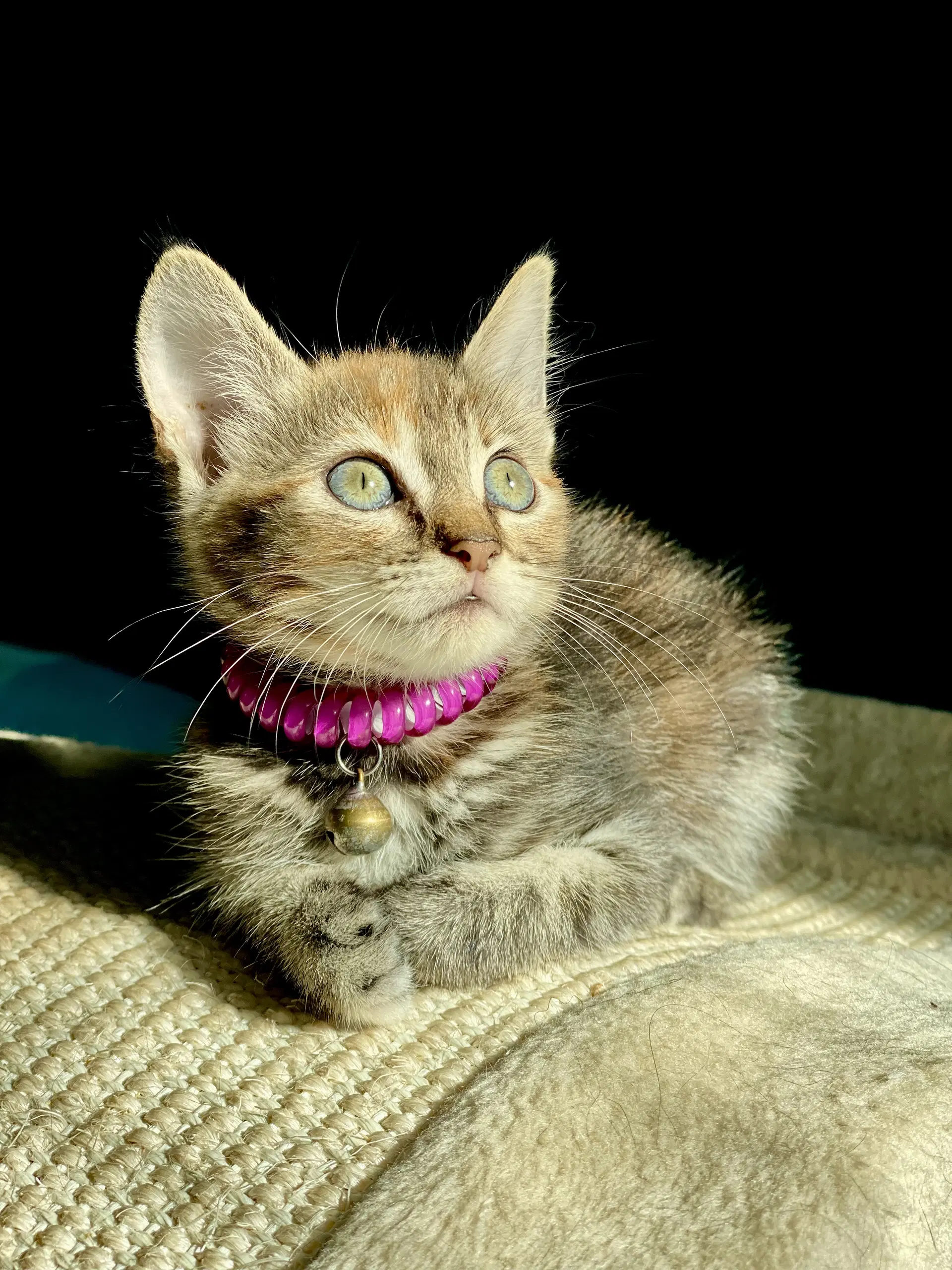 Little Ann image 3