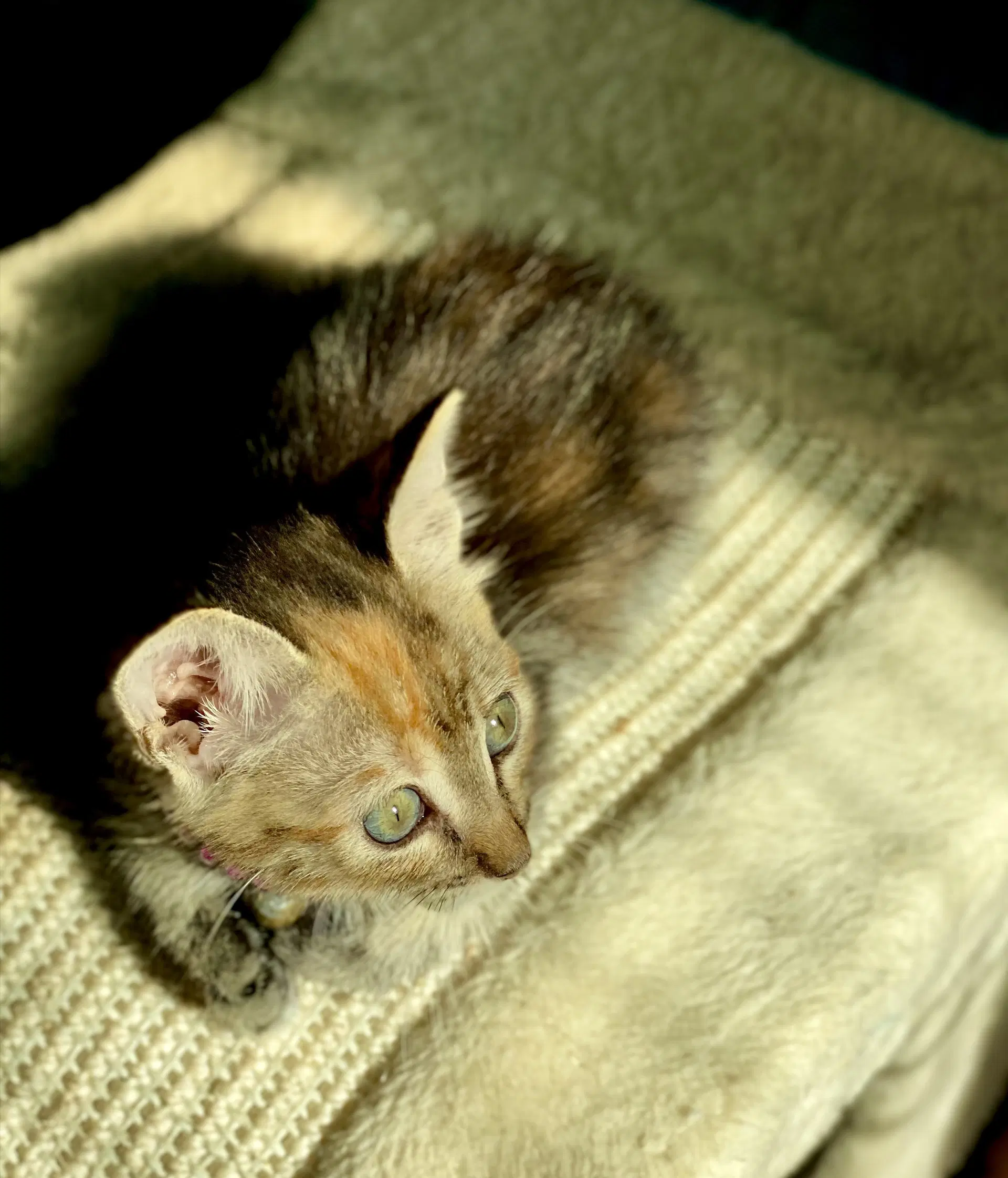 Little Ann image 4