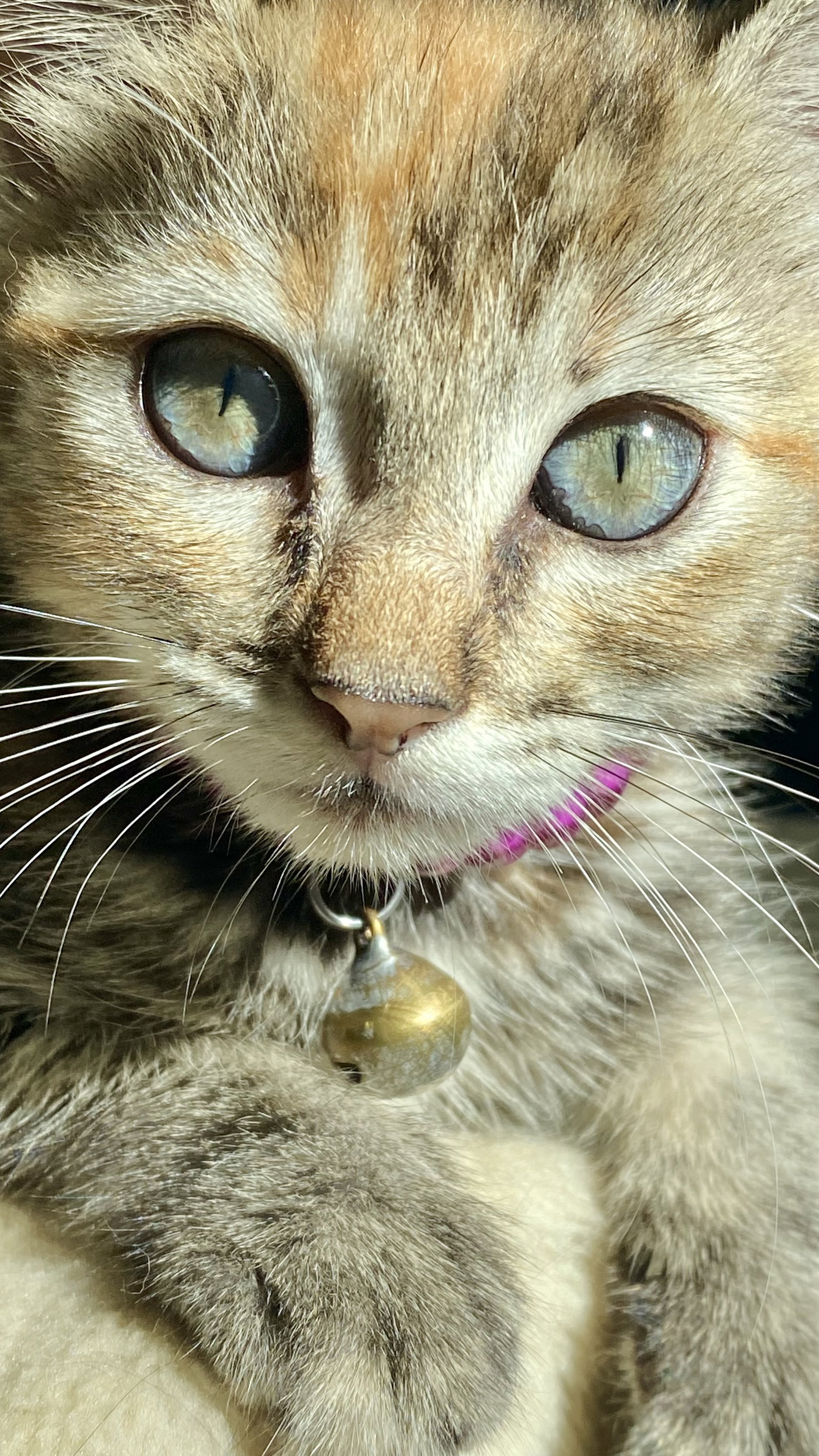 Little Ann, photo 8