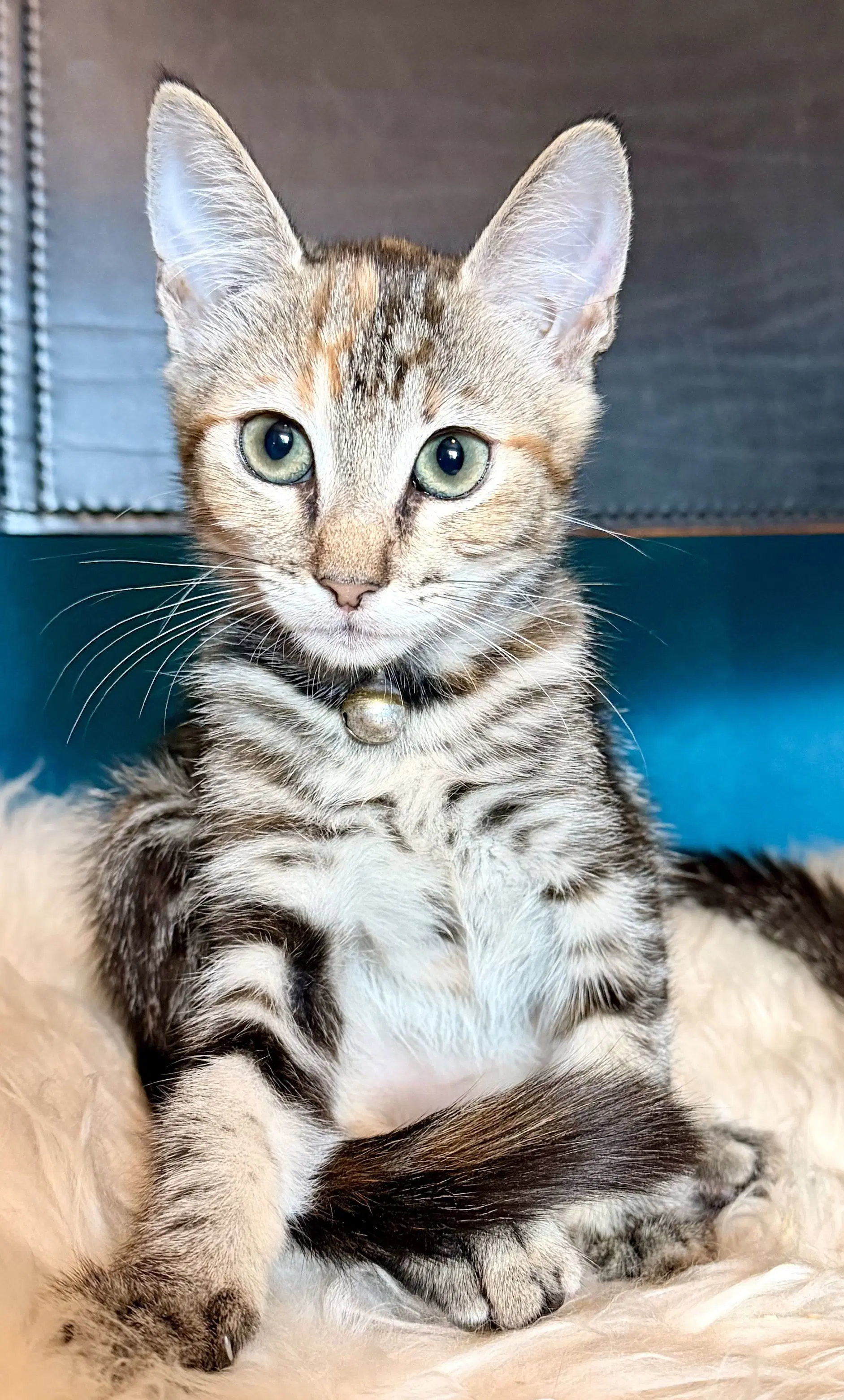 Little Ann - Domestic Short Hair