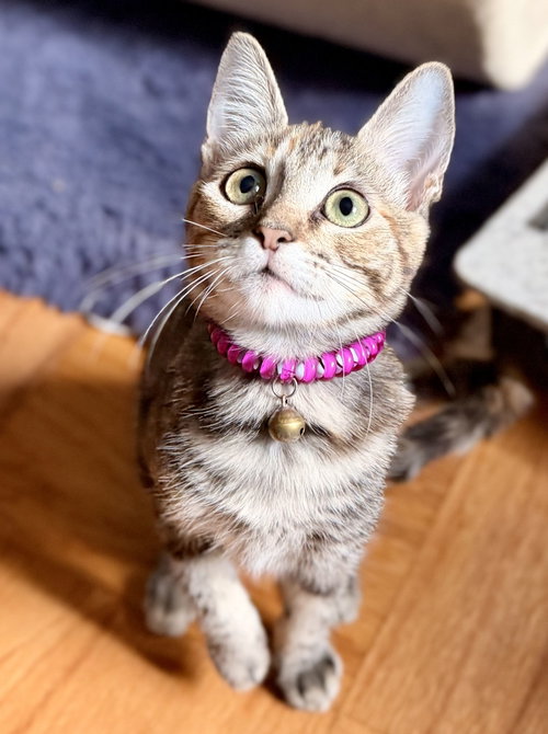 Little Ann, Domestic Short Hair (short coat)