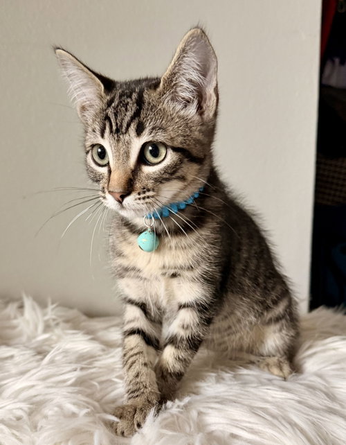 Billy, Domestic Short Hair (short coat)