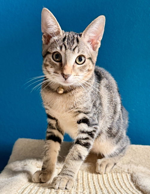 Colman, Domestic Short Hair (short coat)