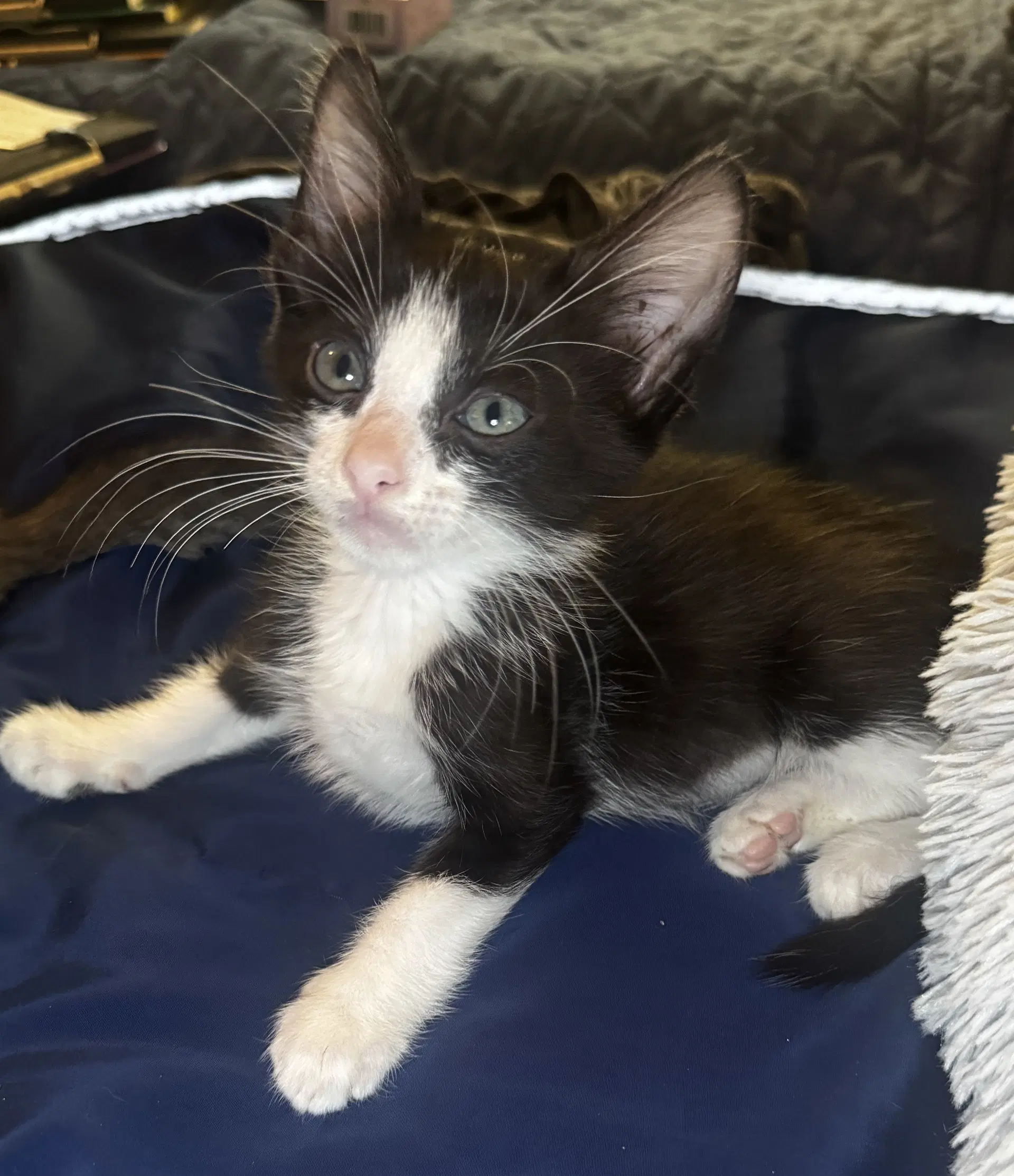 Shenanigan - Domestic Short Hair