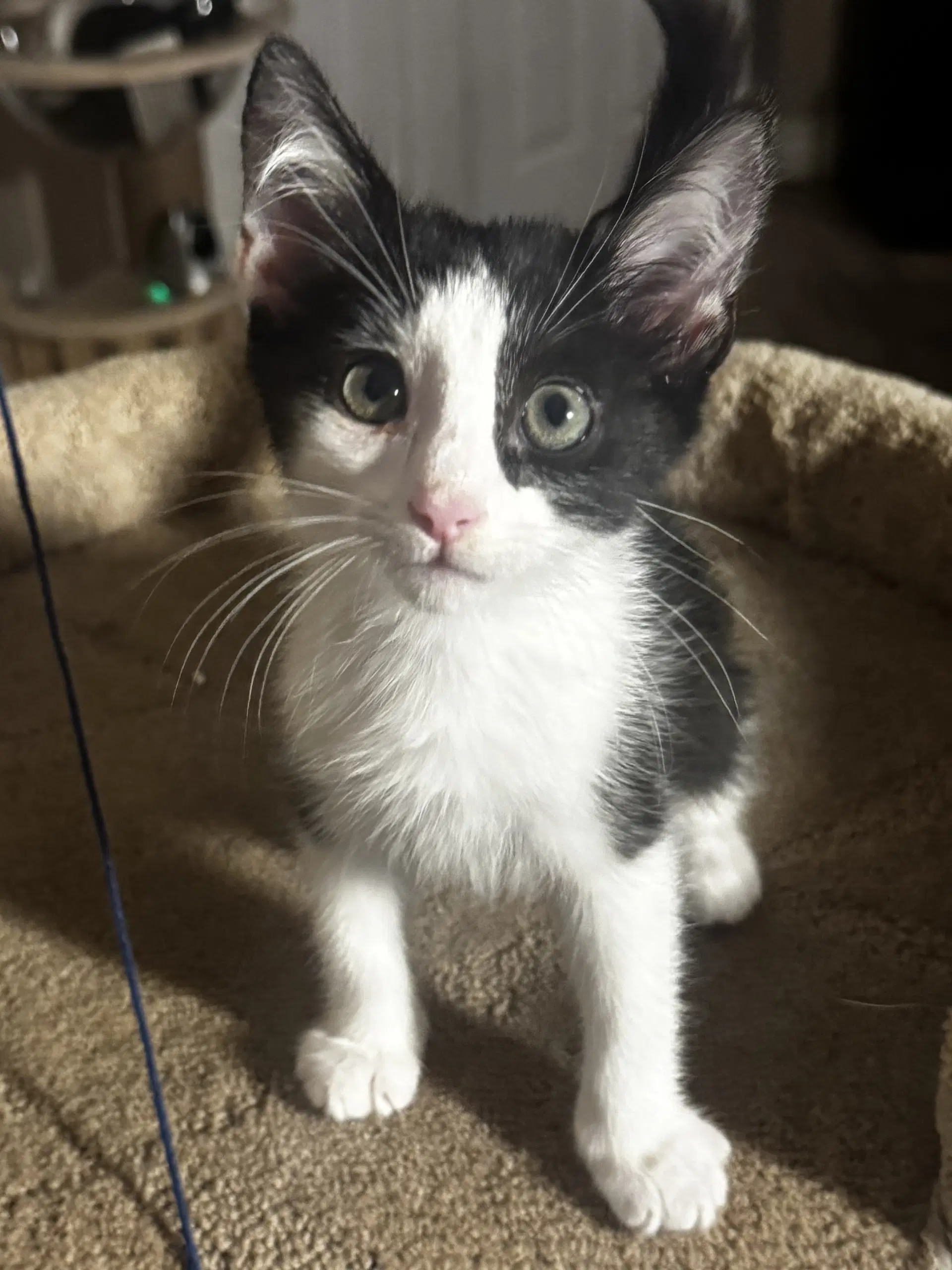 Malarkey - Domestic Short Hair