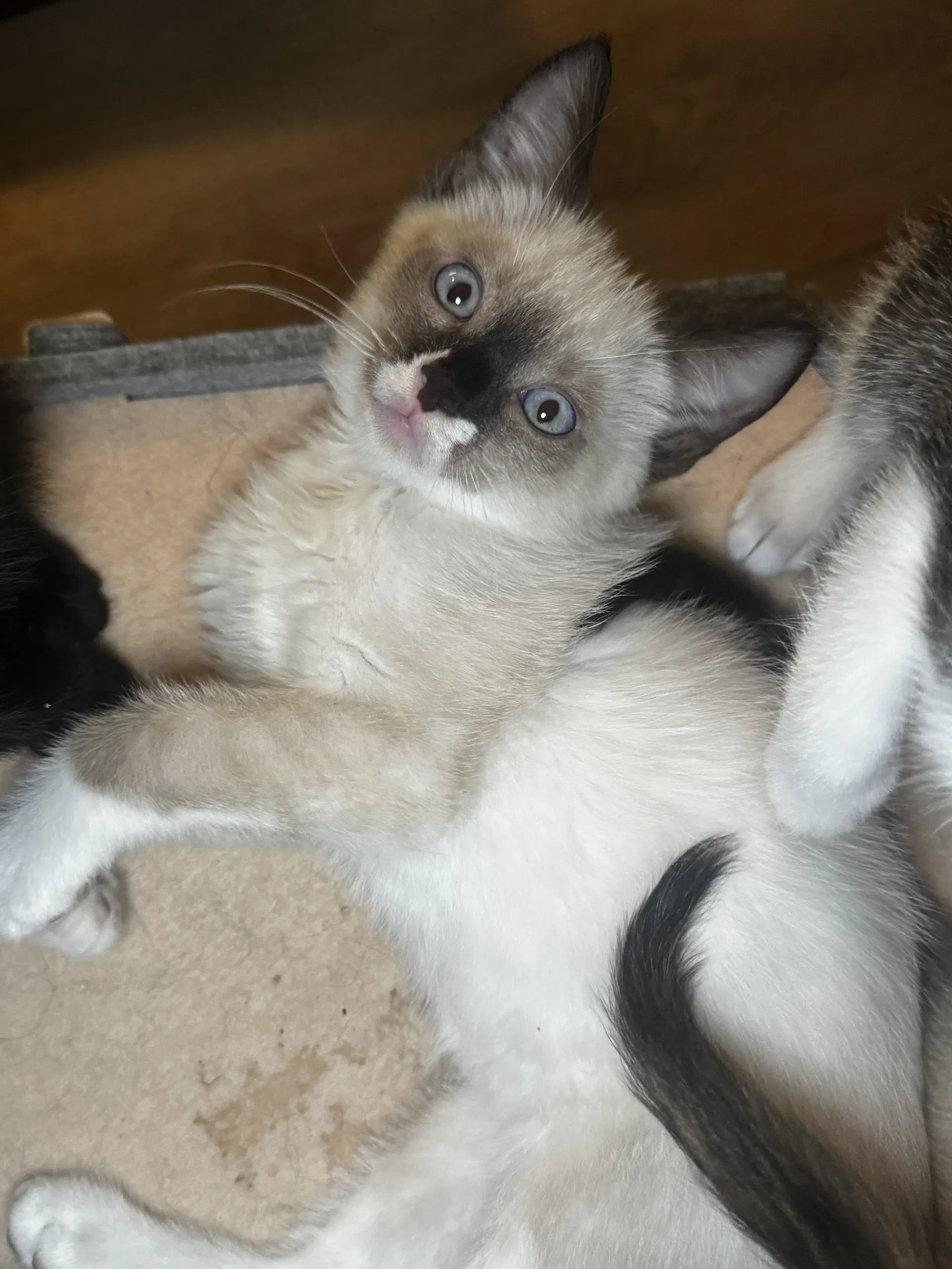 Chaos - Siamese