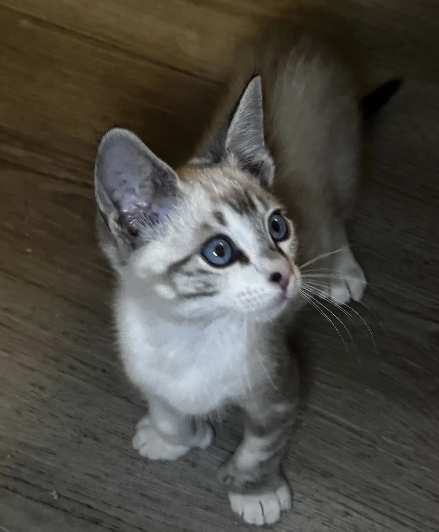 Uh-Oh - Domestic Short Hair