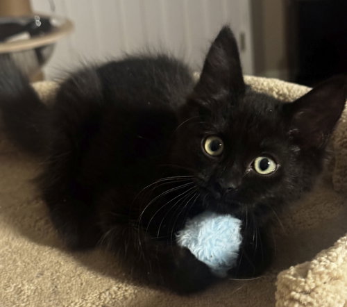 Kerfluffle, a cat for adoption from Helen Sanders Cat Protection and Welfare Society