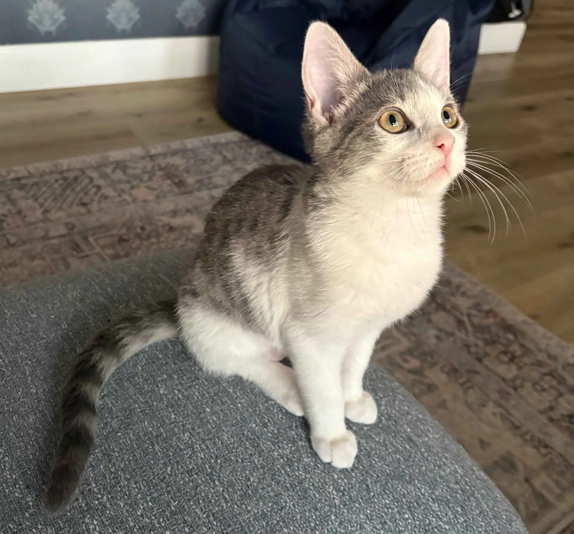 Eilish - Domestic Short Hair