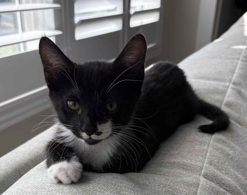 Lucky, a cat for adoption from Helen Sanders Cat Protection and Welfare Society