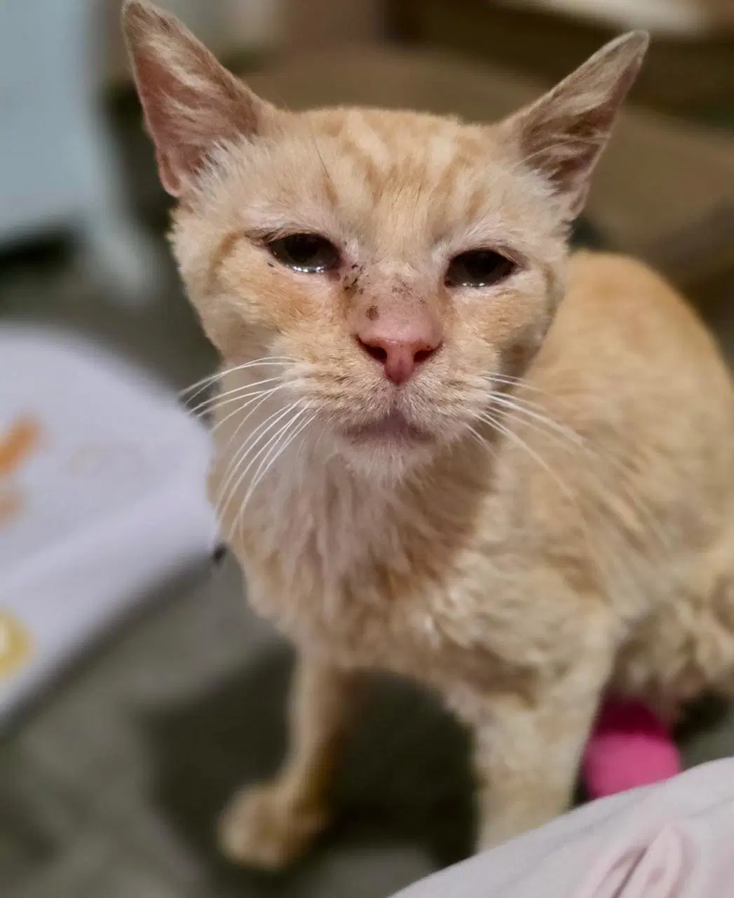 Bonkers - Domestic Short Hair