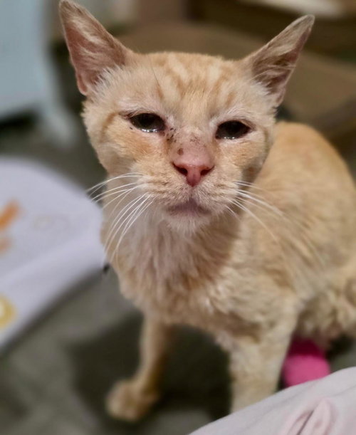 Bonkers, Domestic Short Hair (short coat)