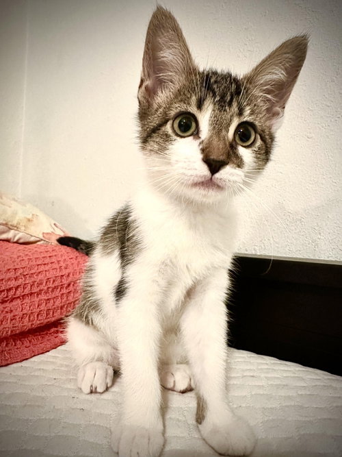 Princess Kate, Domestic Short Hair (short coat)