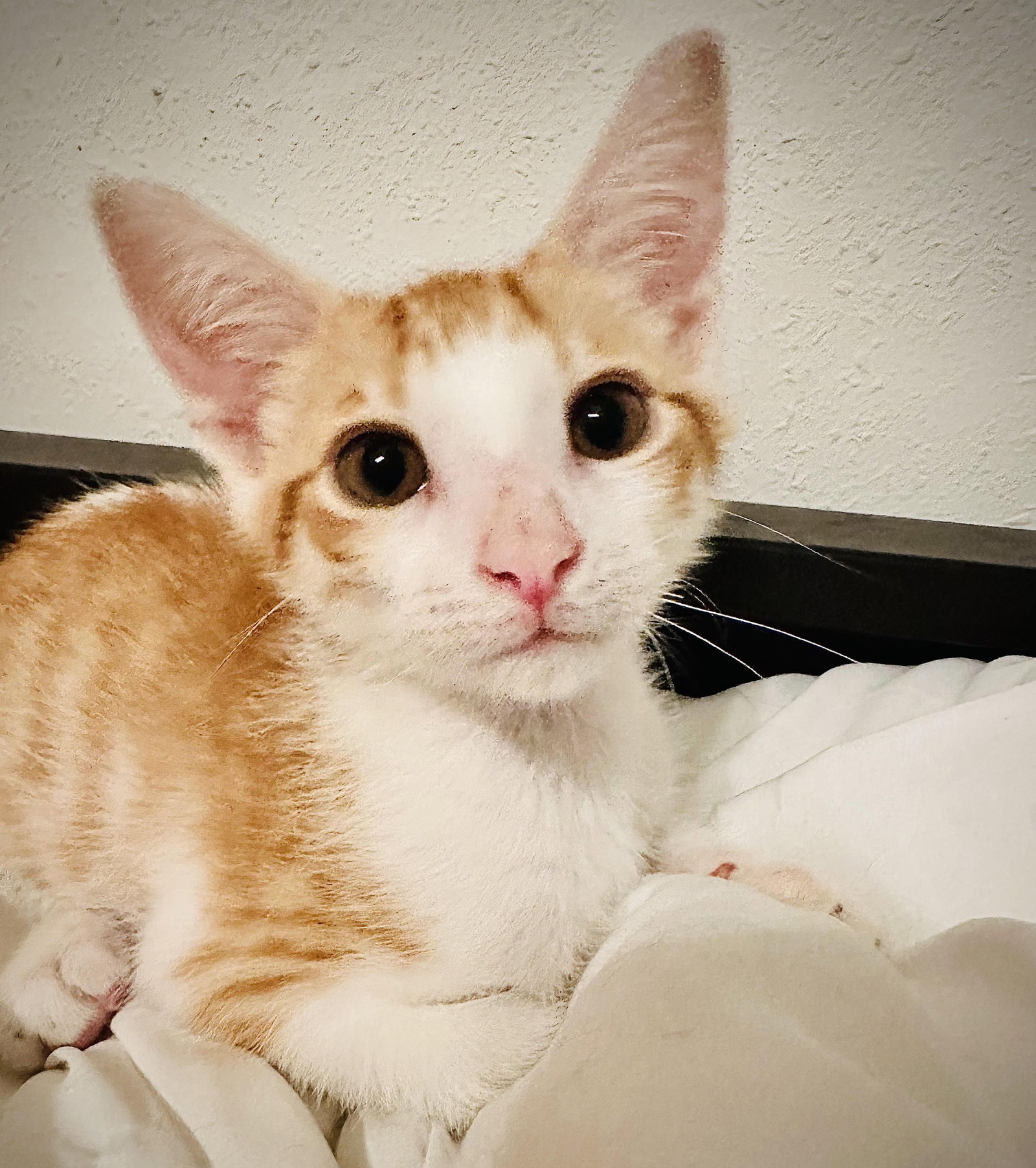 Prince Harry, Domestic Short Hair