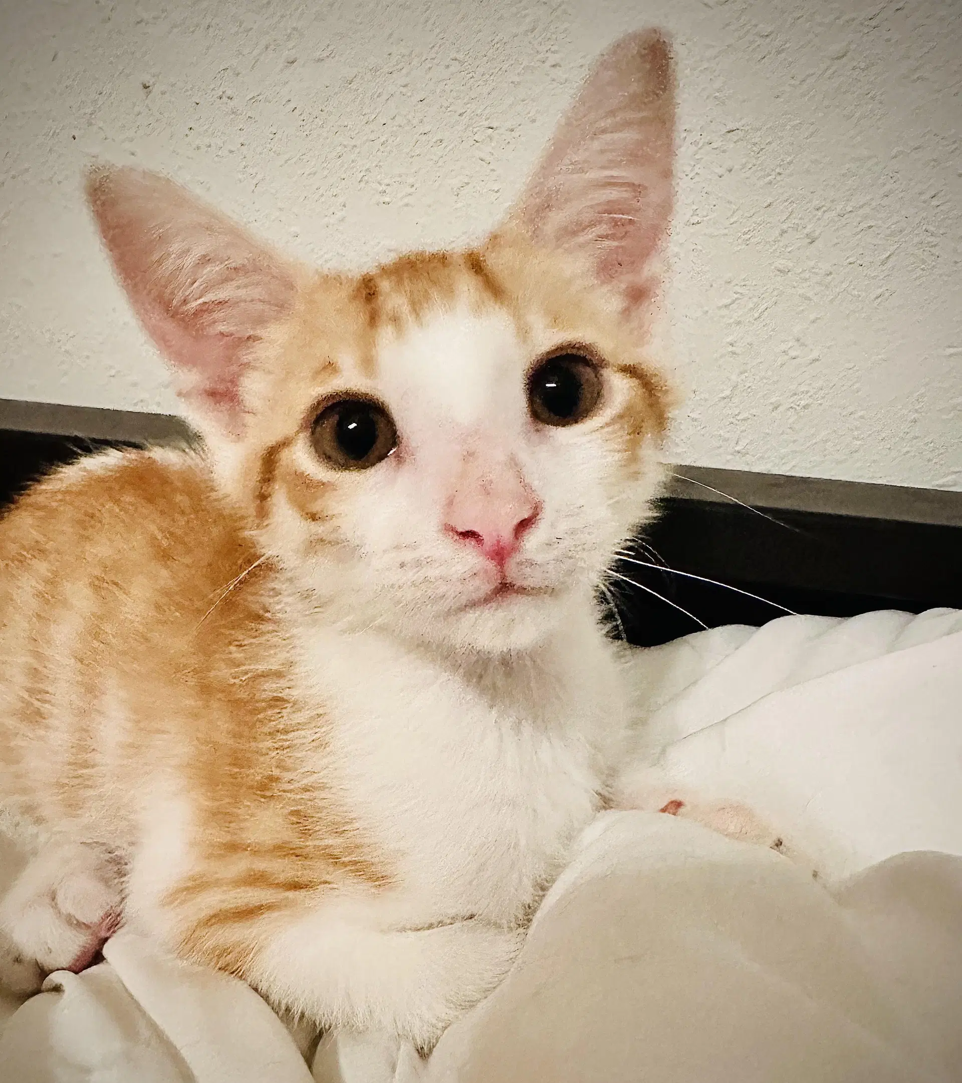 Prince Harry - Domestic Short Hair