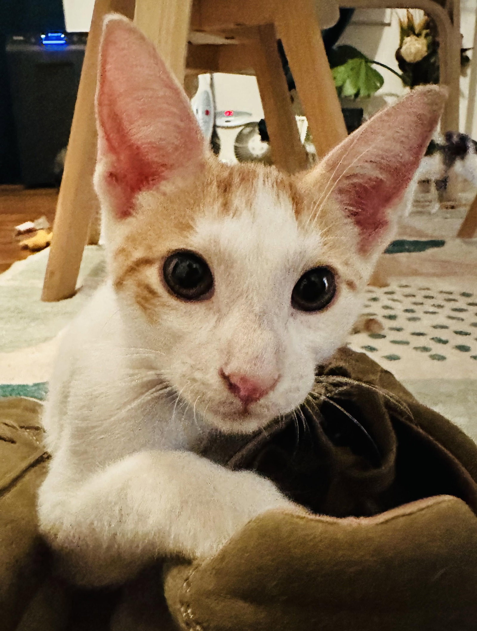 Prince William, Domestic Short Hair