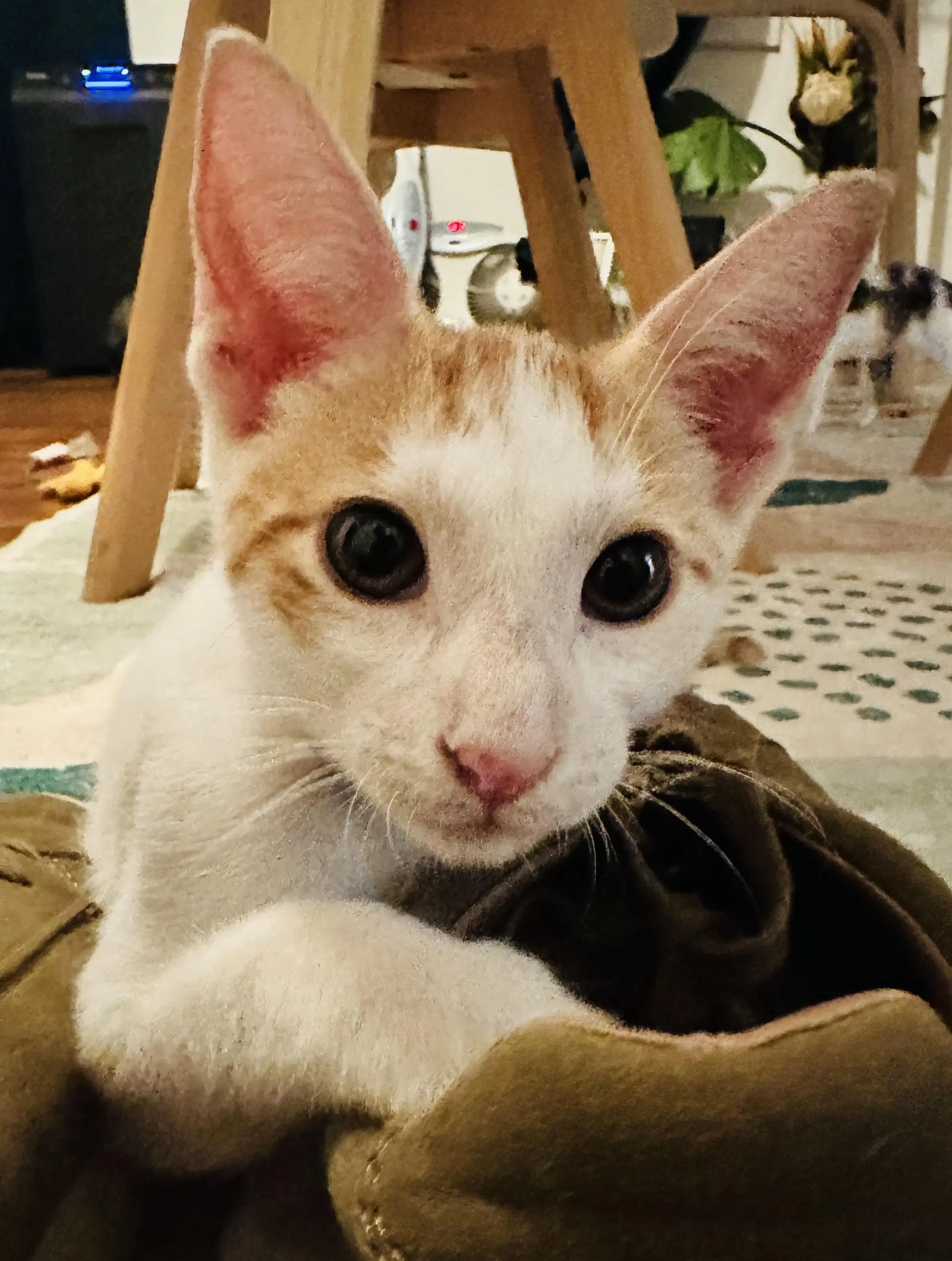 Prince William - Domestic Short Hair
