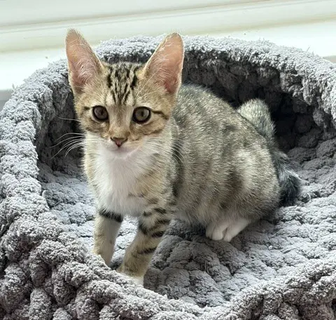 Oxford - Domestic Short Hair