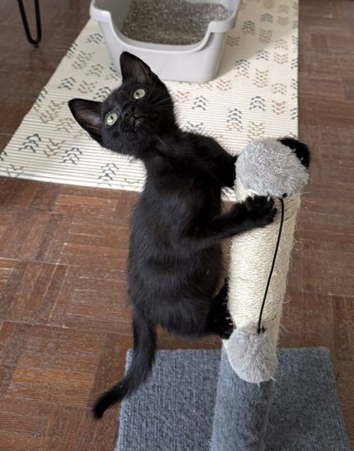 Wells, Domestic Short Hair (short coat)