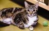 adoptable Cat in seal beach, CA named Fiona