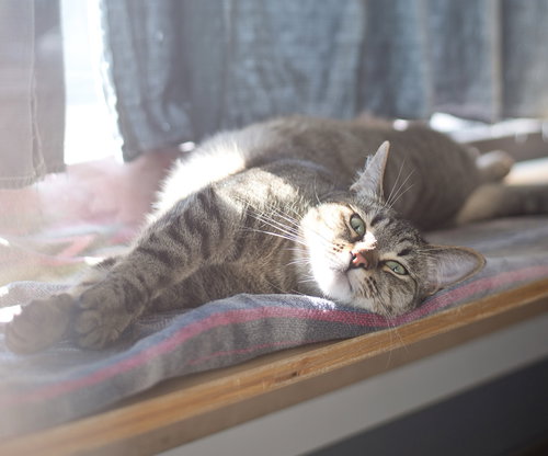 Pepita, Adult Domestic Short Hair (short coat), cat for adoption in Oakley, California