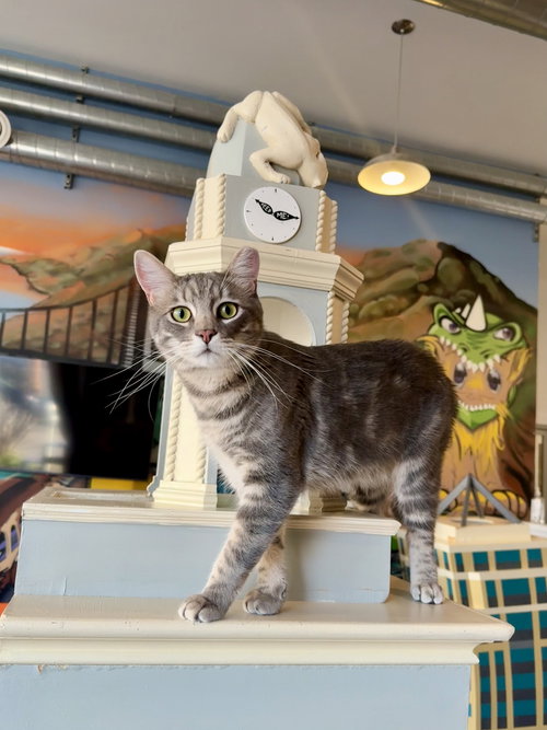 Tommy (bonded with Bennett), Young Domestic Short Hair (short coat), cat for adoption in Oakley, California