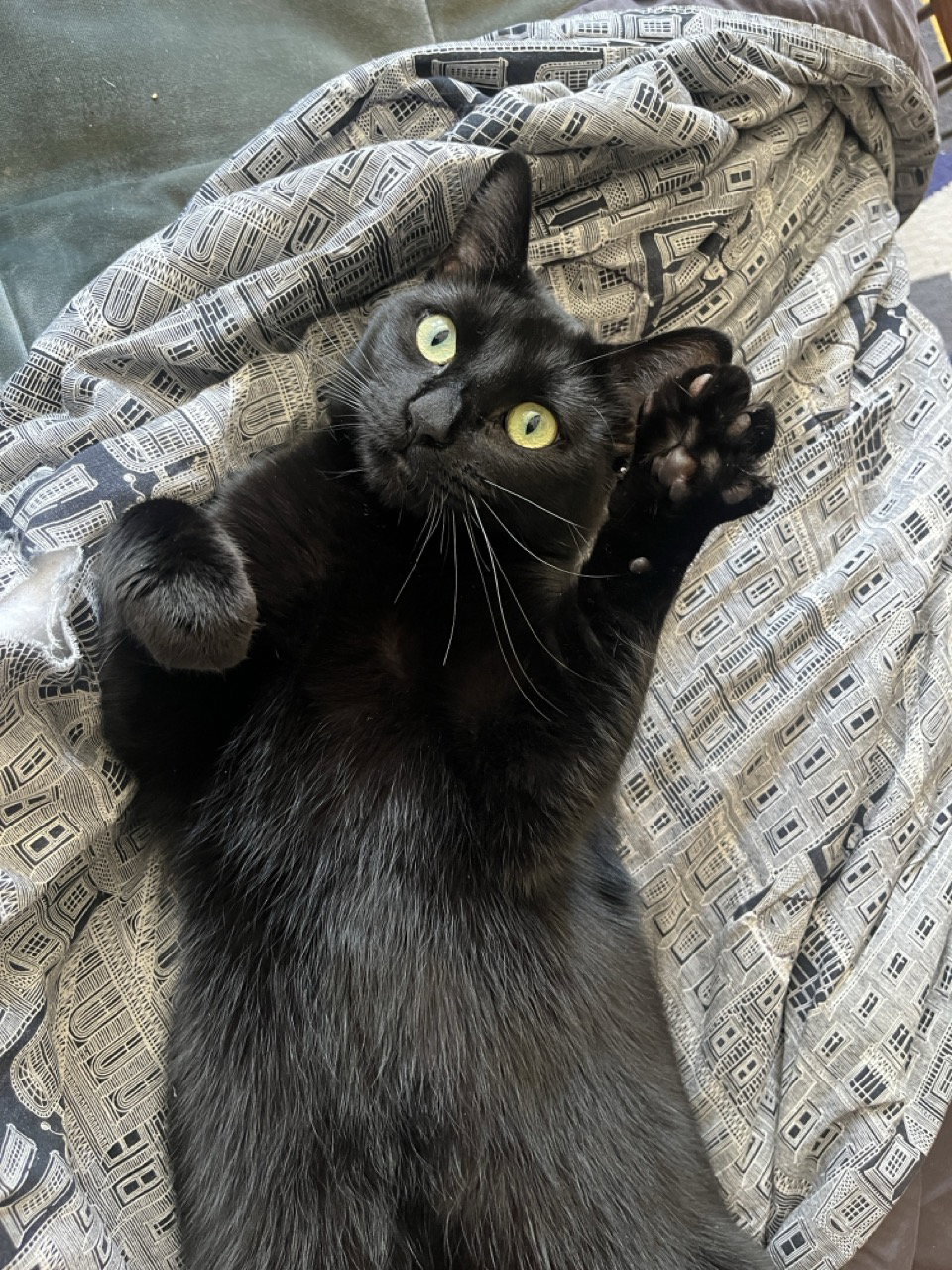 Kiki, photo 3