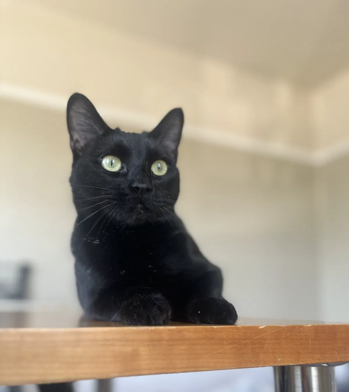 Kiki - Domestic Short Hair