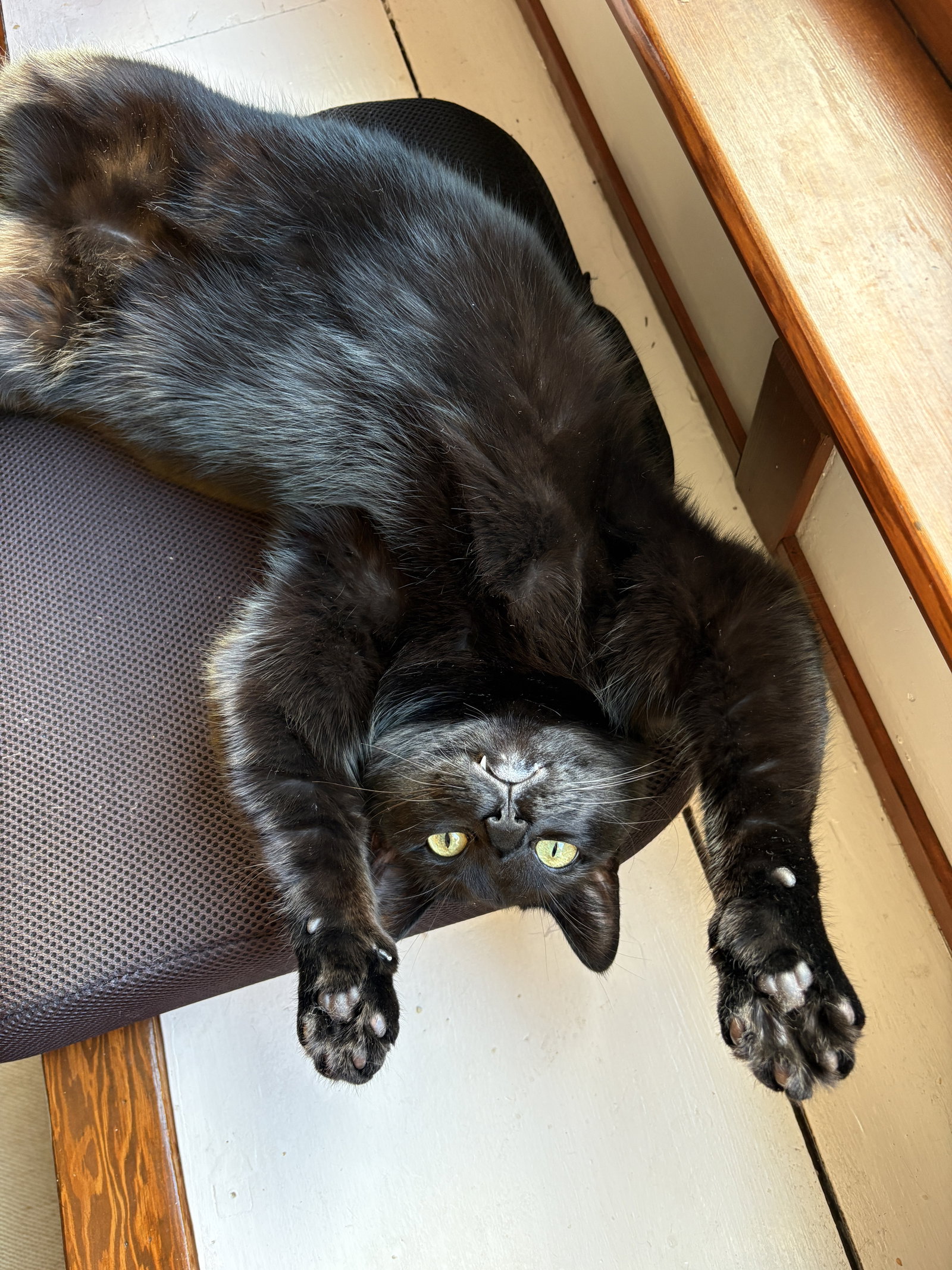 Kiki, photo 5