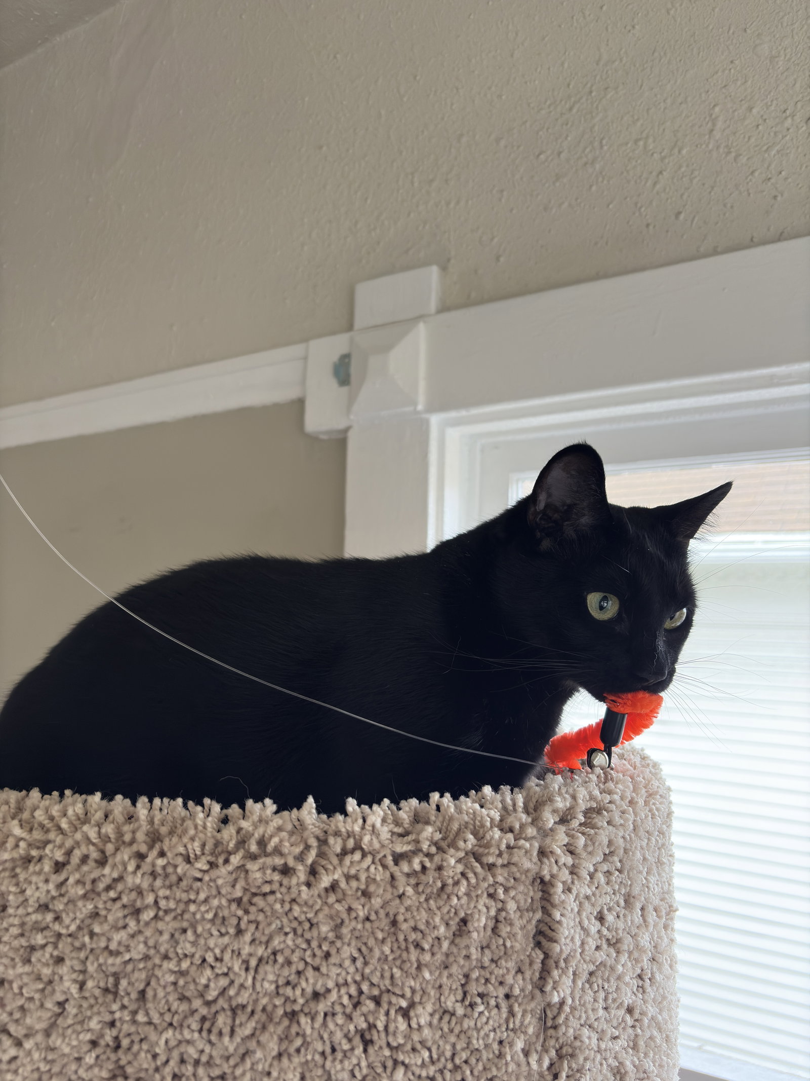 Kiki, photo 6