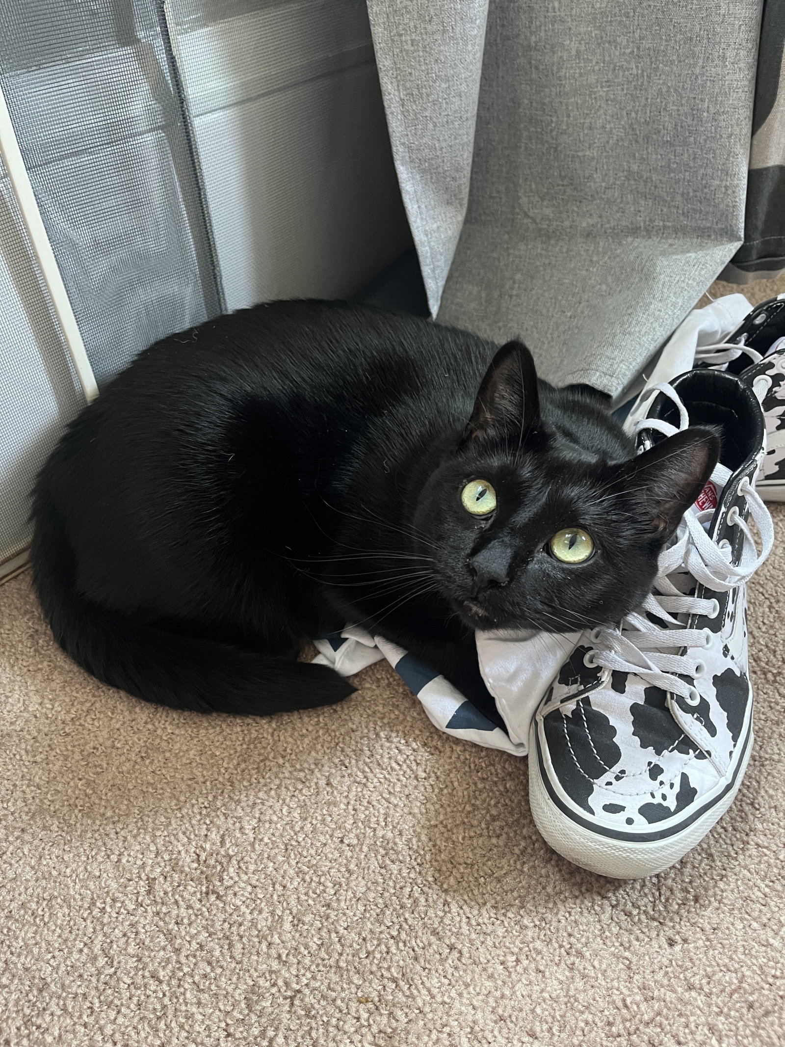 Kiki, photo 7