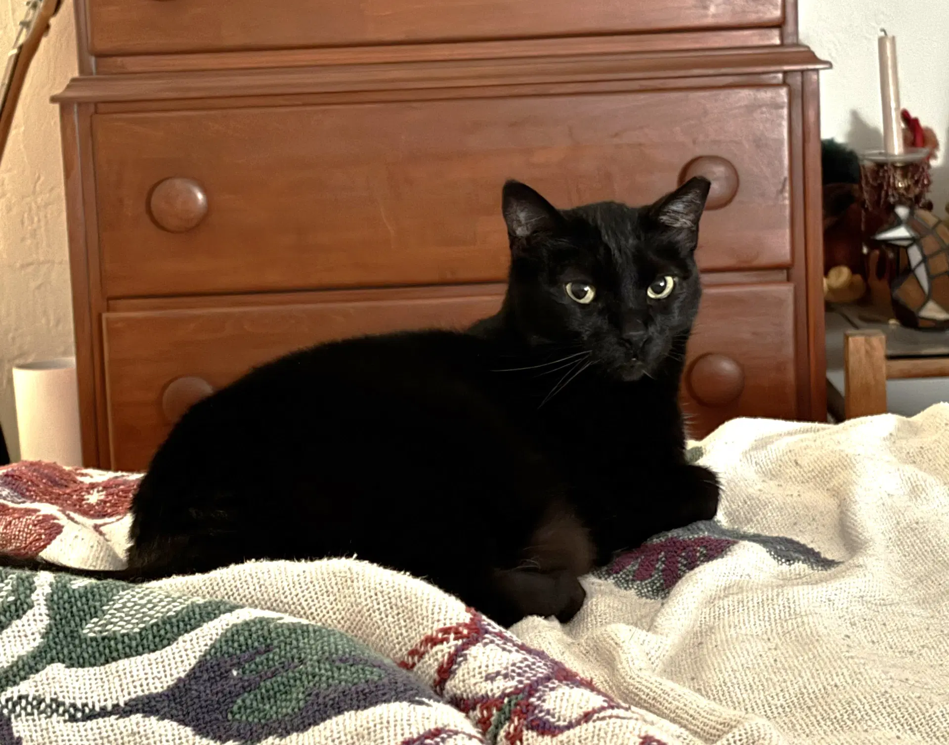 Sonya - Domestic Short Hair