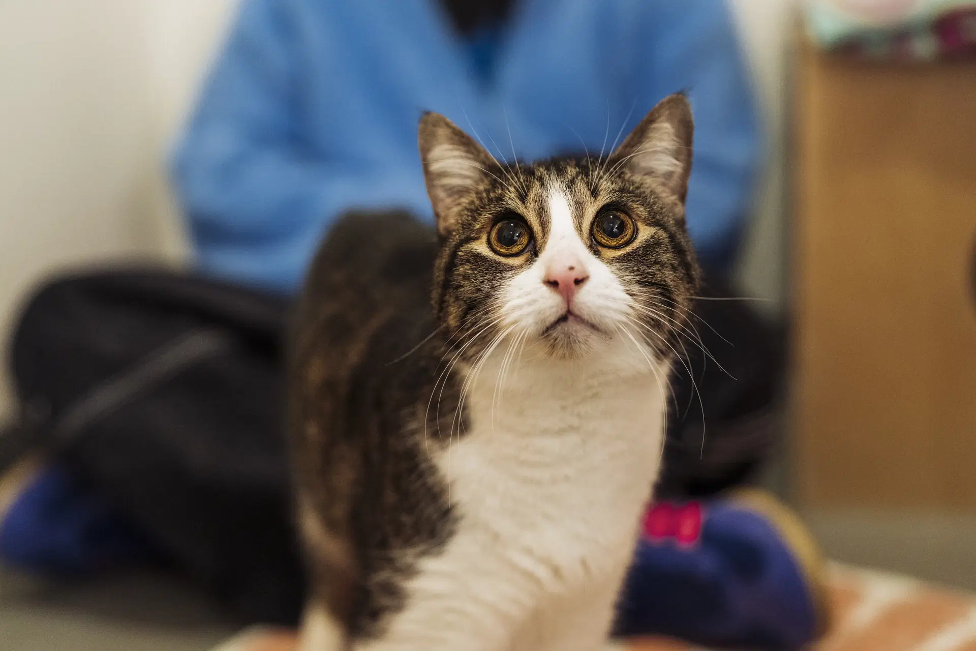 Koala - Tabby