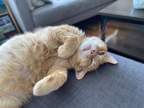 Nacho, an adoptable Domestic Short Hair in Oakland, CA