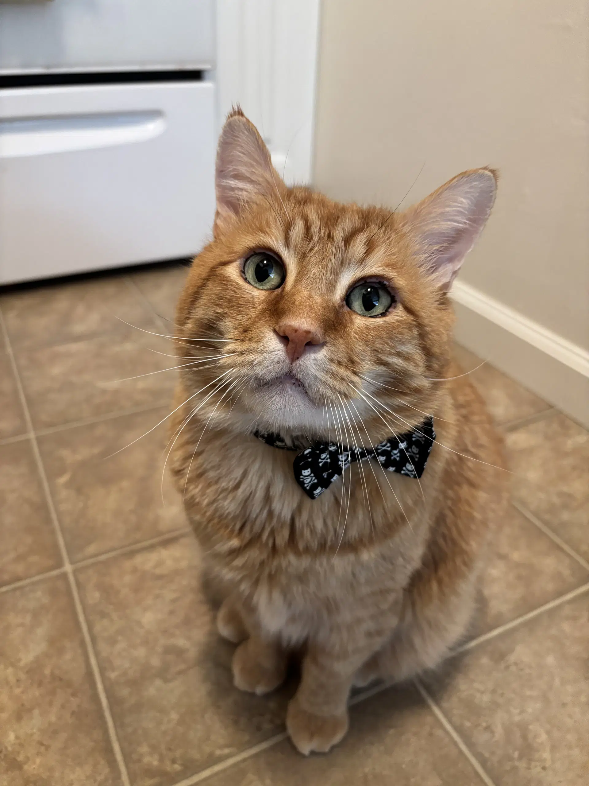 Nacho - Domestic Short Hair