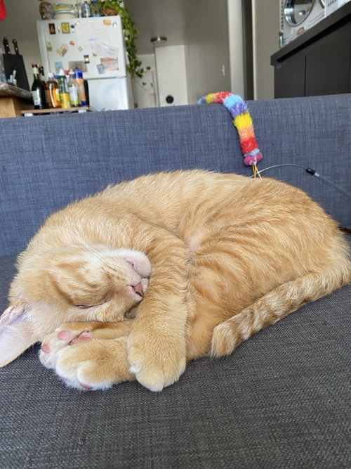 Photo 4 of Nacho (bonded with Snowball)