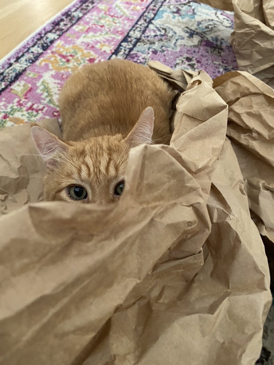 Nacho (bonded with Snowball), photo 6