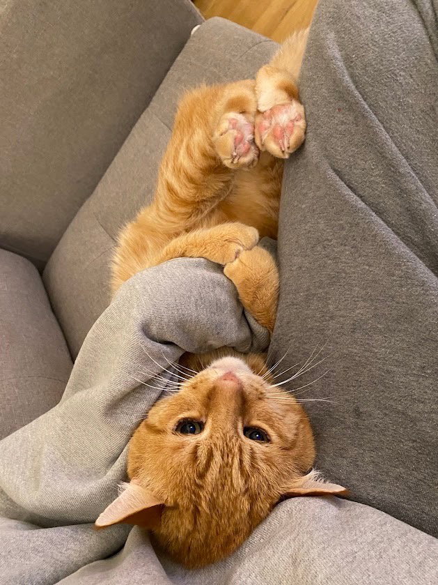 Nacho (bonded with Snowball), photo 7