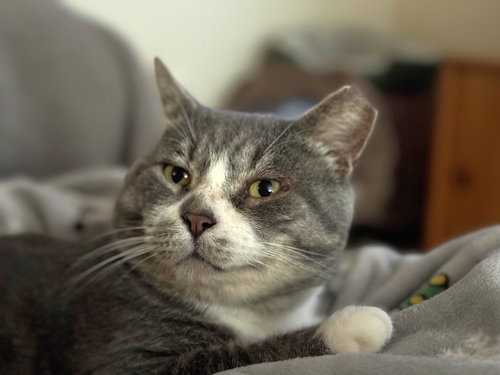 Jerome, an adoptable Domestic Short Hair in Oakland, CA