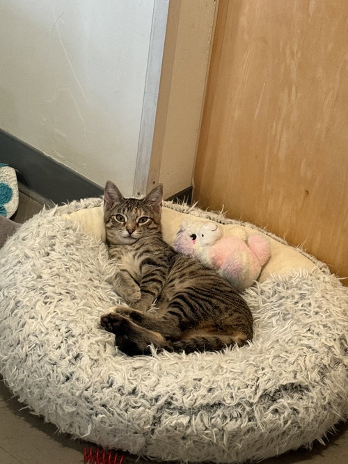 Eliza (bonded with Theodosia), an adoptable Torbie in Oakland, CA