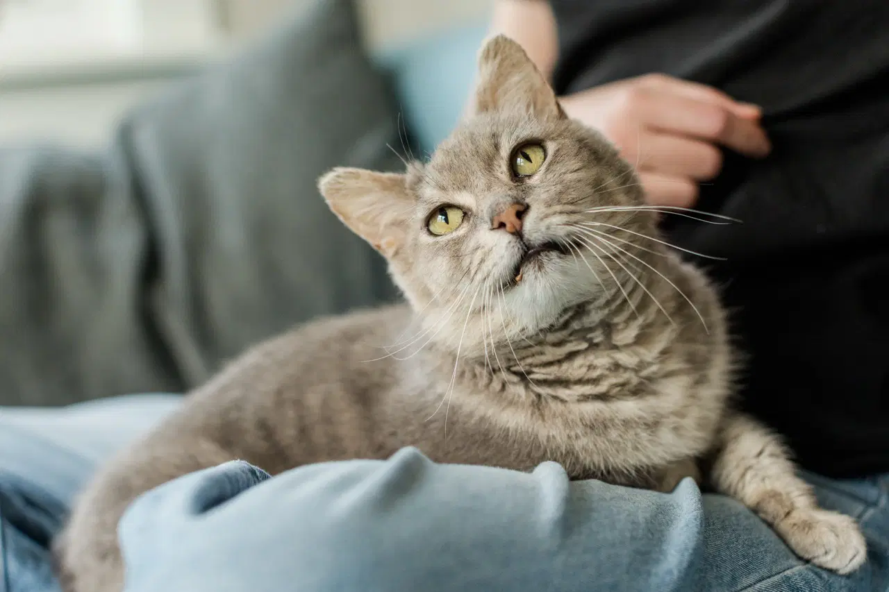 Gandalf - Domestic Short Hair