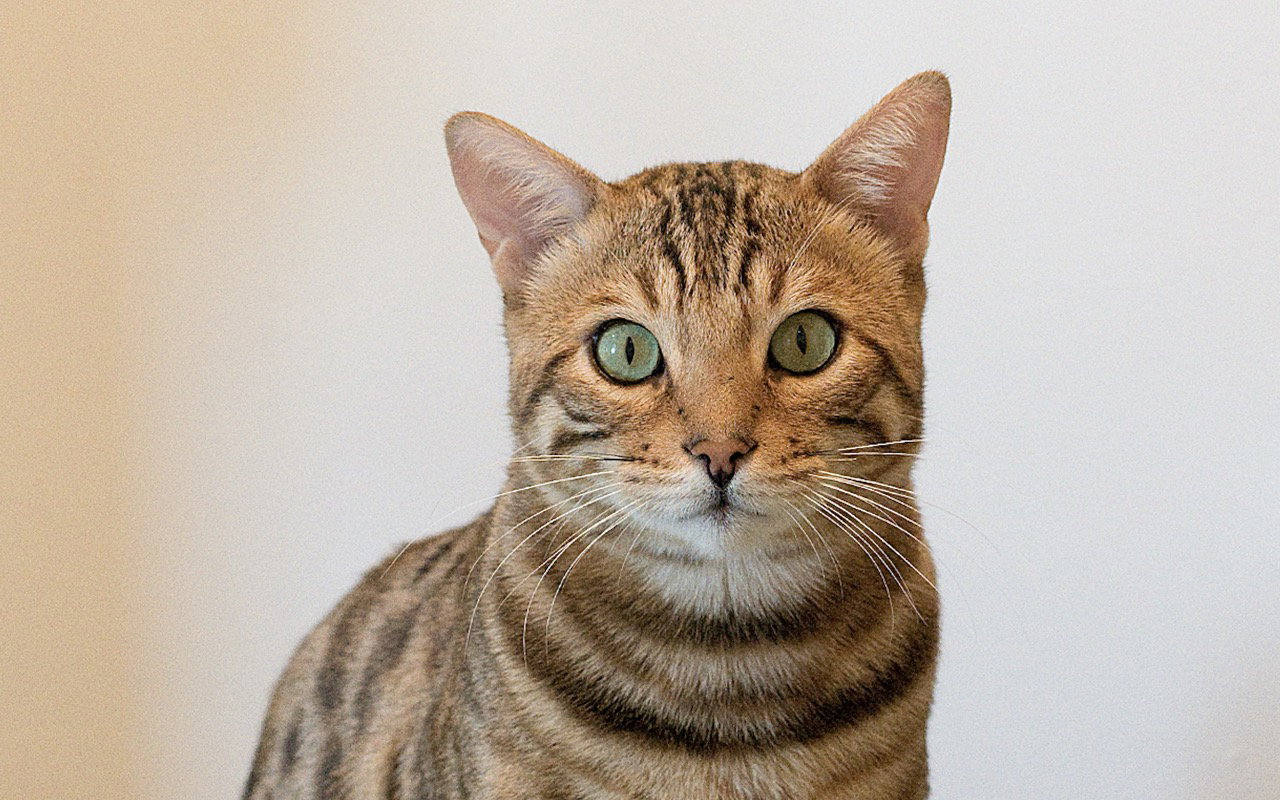 Raja