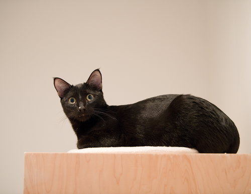 Gelato (bonded with Froyo), an adoptable Domestic Short Hair in Oakland, CA
