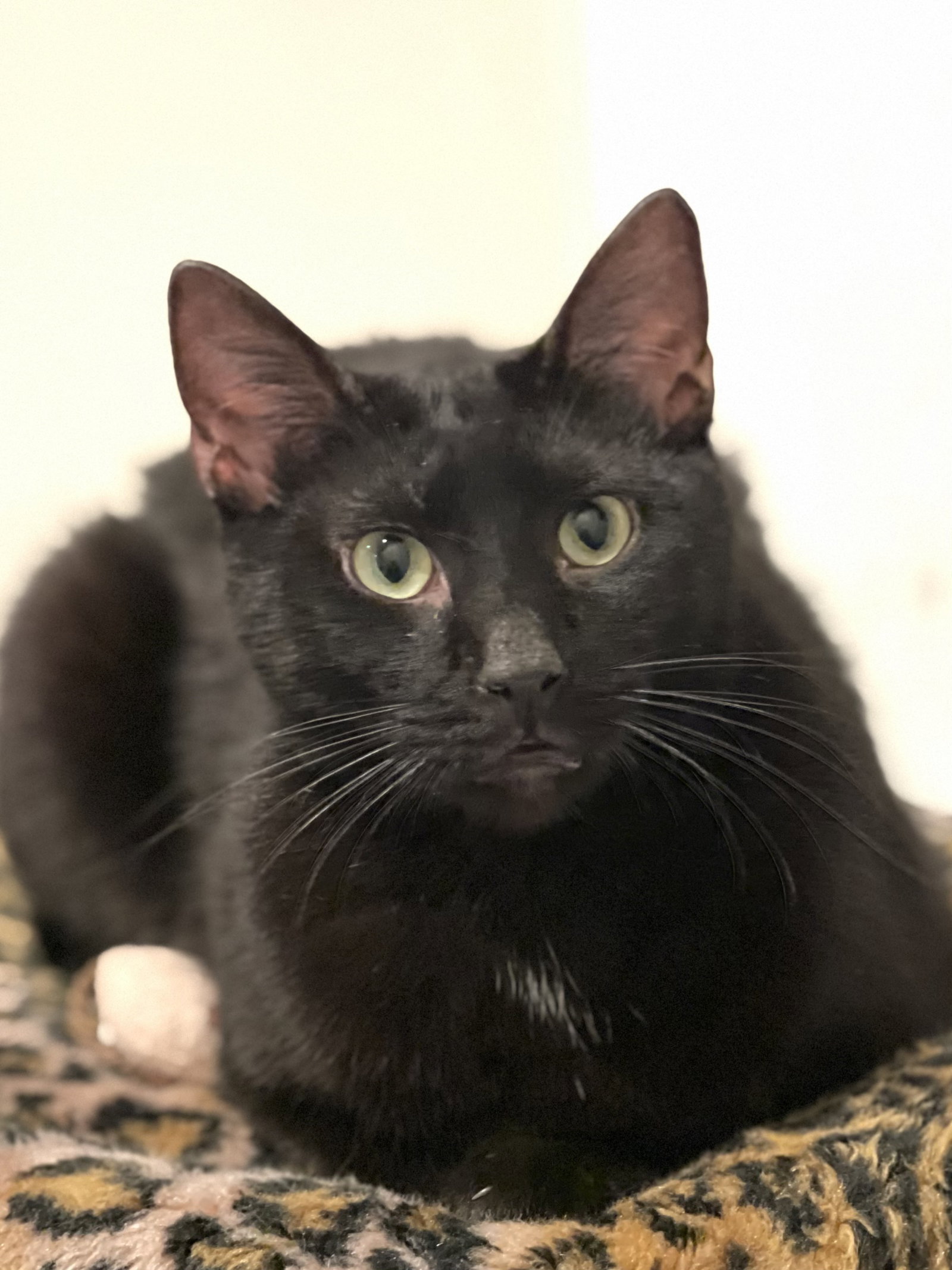 Apollo
