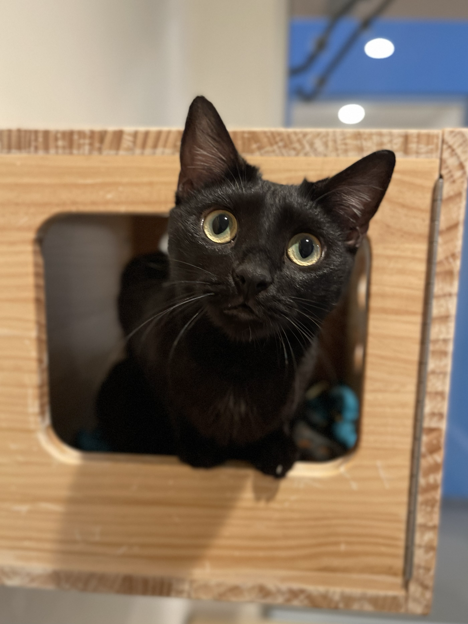 Artemis