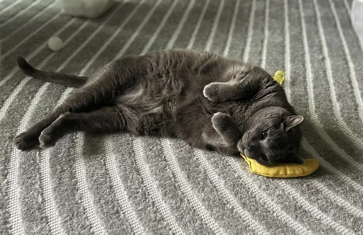 Bamboo - Domestic Short Hair