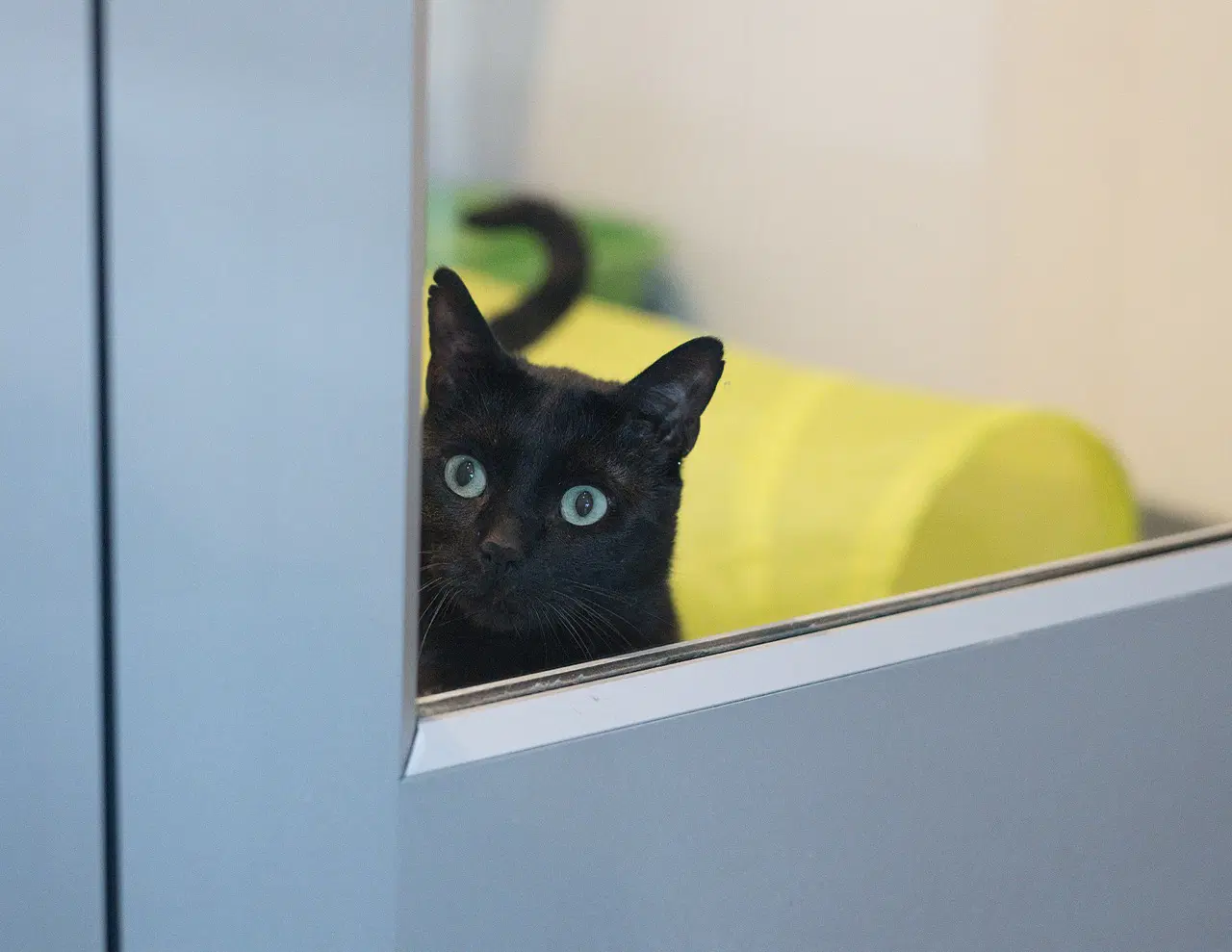Marvin - Domestic Short Hair
