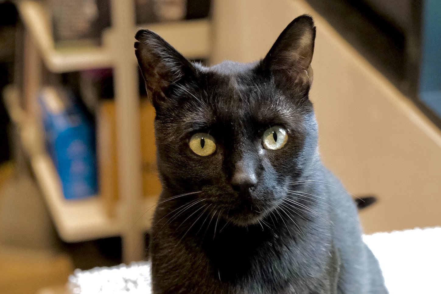 Marvin