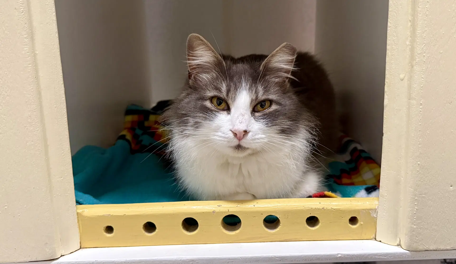 Parker - Domestic Medium Hair